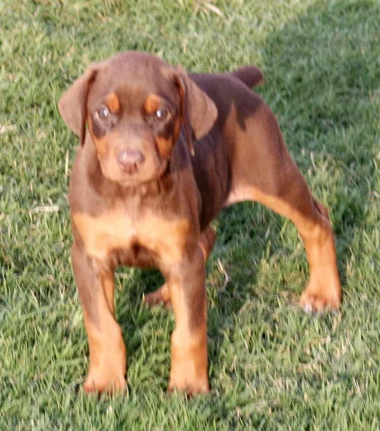 red female dobe pup