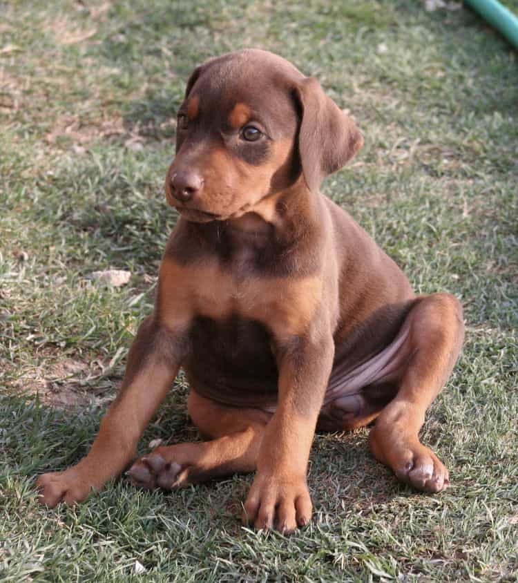 red female dobe pup