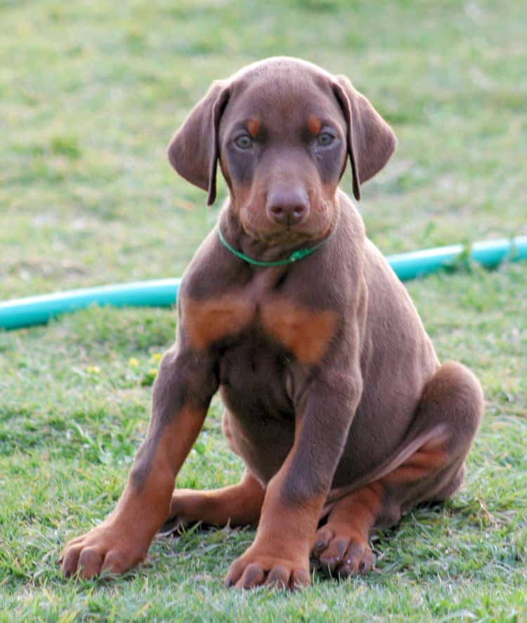 red male dobe pup