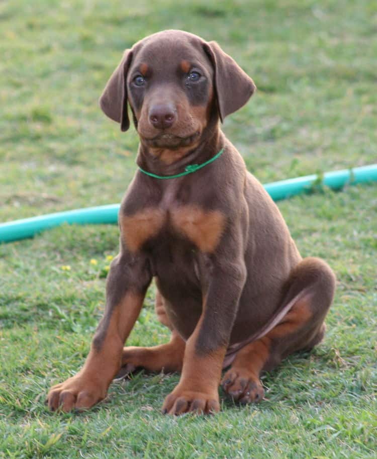 red male dobe pup