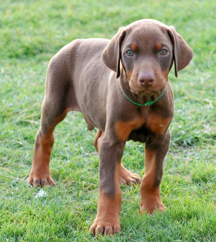 red male dobe pup