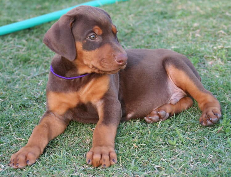 red male dobe pup