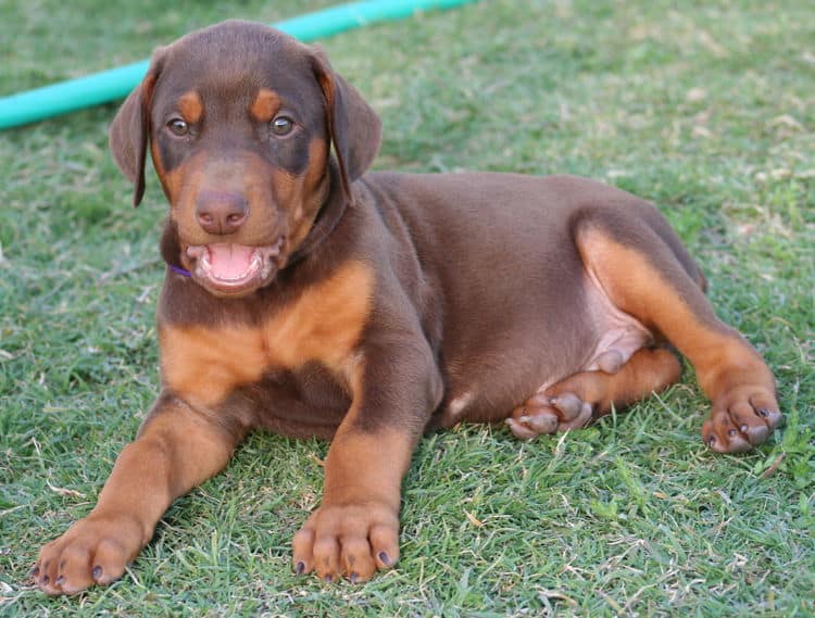 red male dobe pup