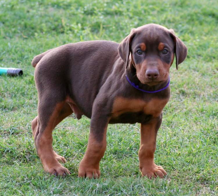 red male dobe pup