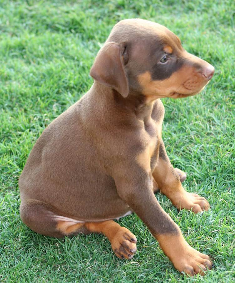 red male dobe pup