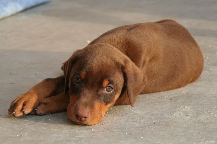 red male dobe pup