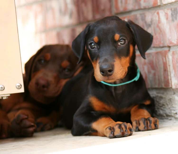 black female dobe pup