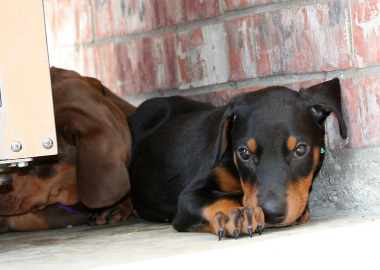 black female dobe pup