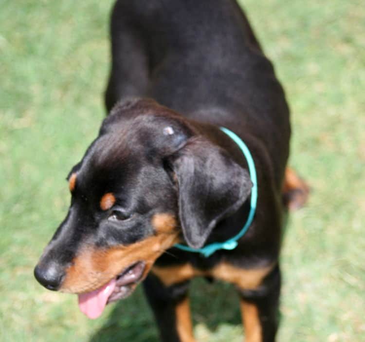 black female dobe pup