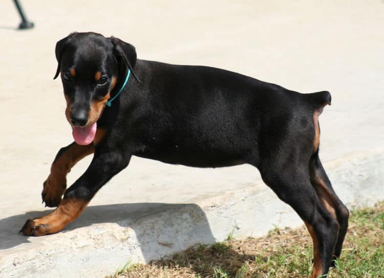 black female dobe pup