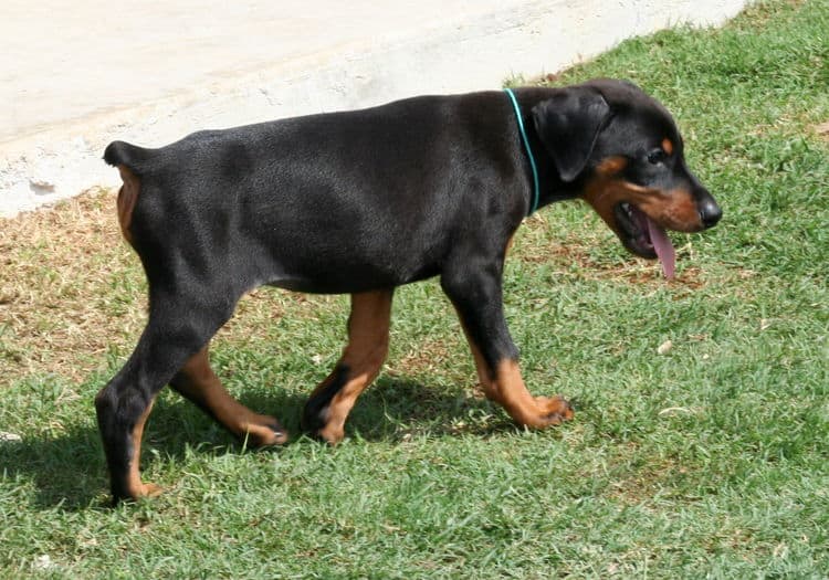 black female dobe pup