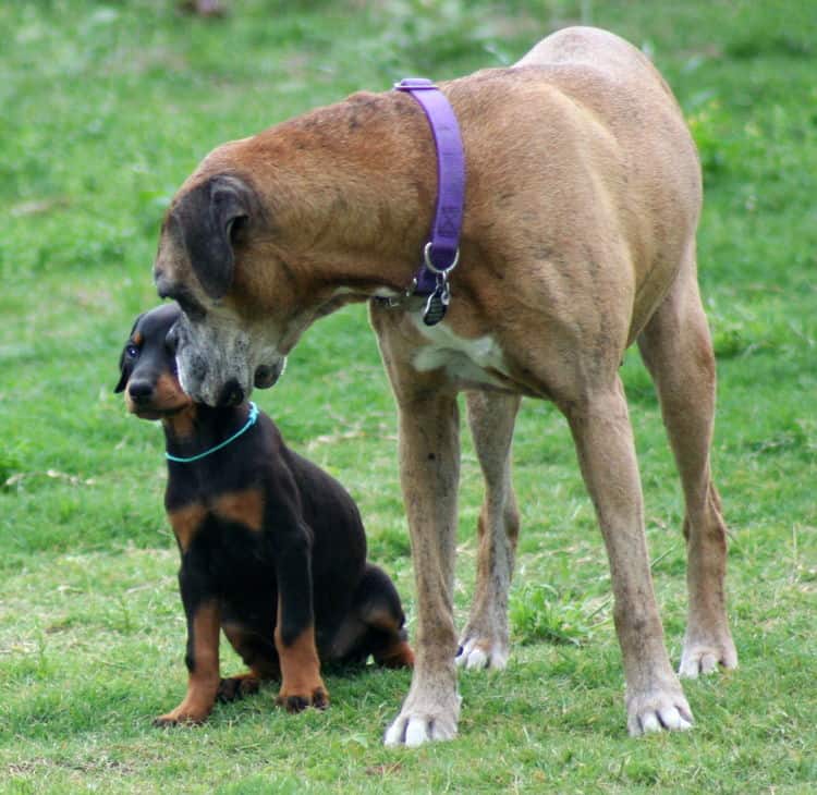 black female dobe pup