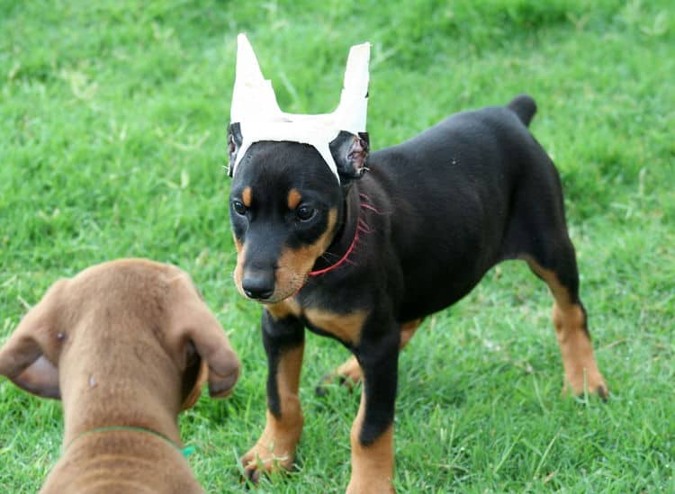 black female dobe pup