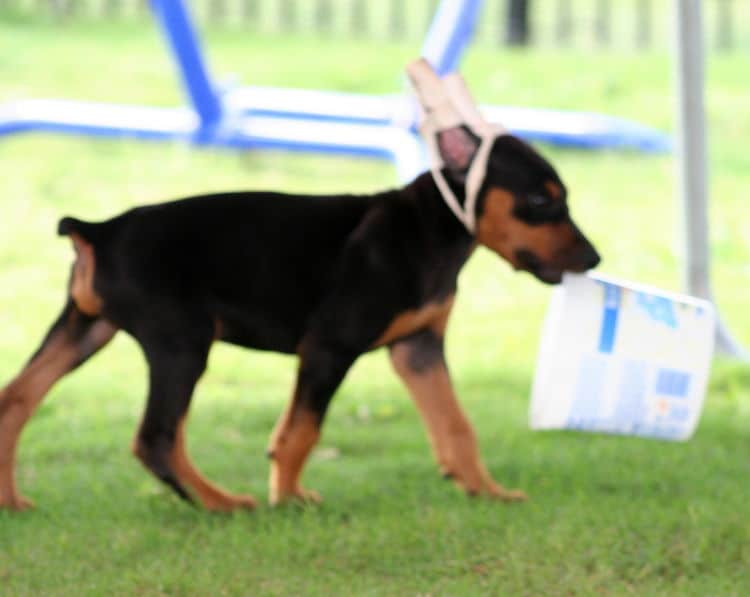 black male dobe pup