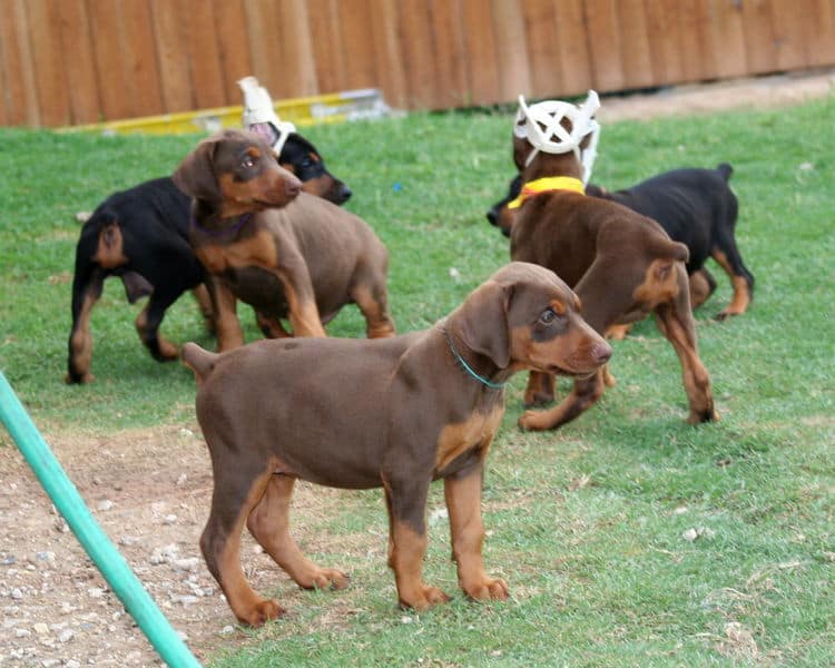 red female dobe pup