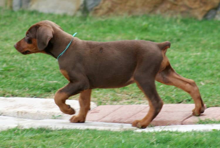 red female dobe pup