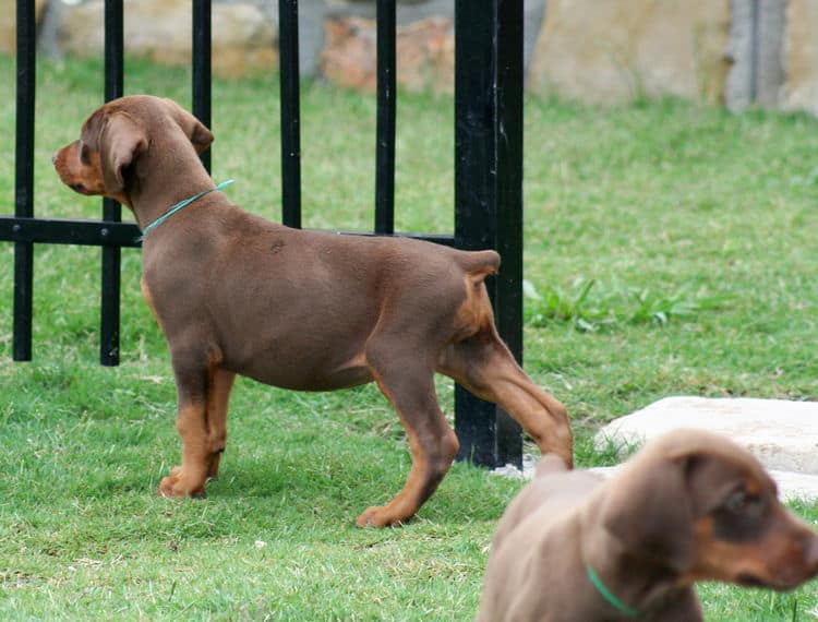 red female dobe pup