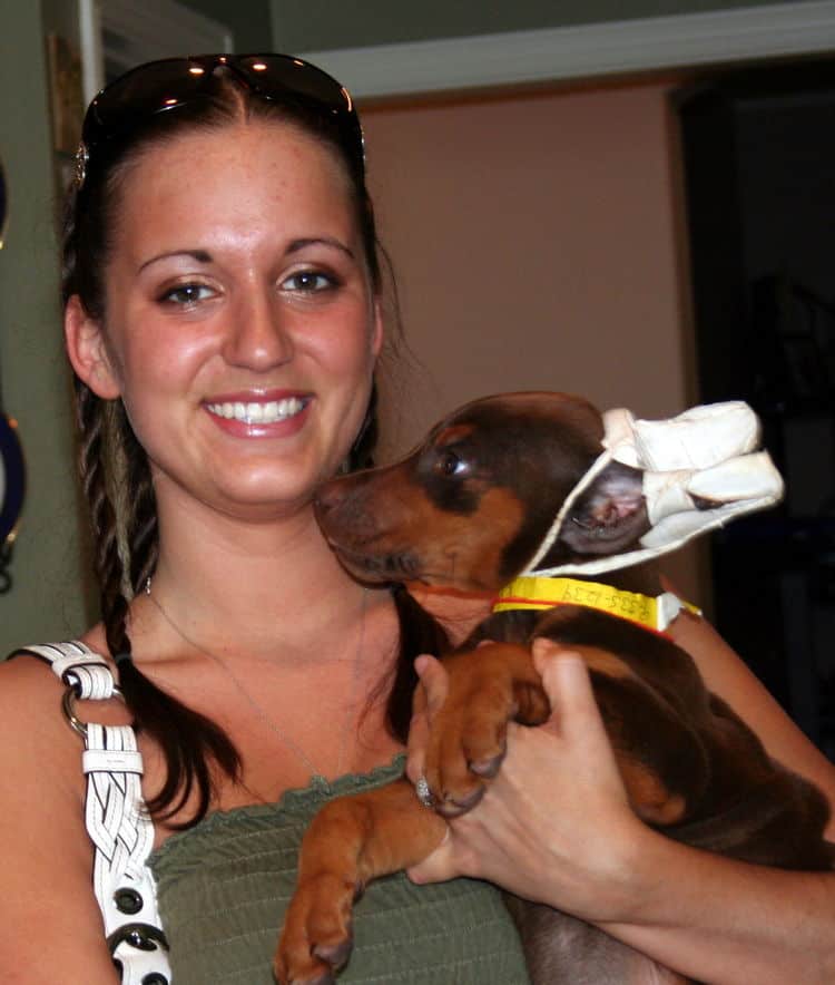 red female dobe pup