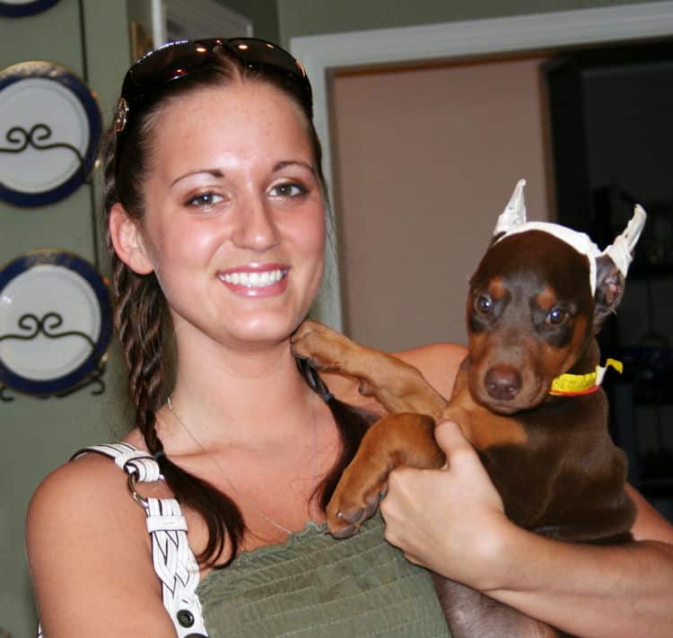 red female dobe pup