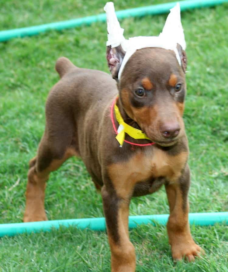 red female dobe pup