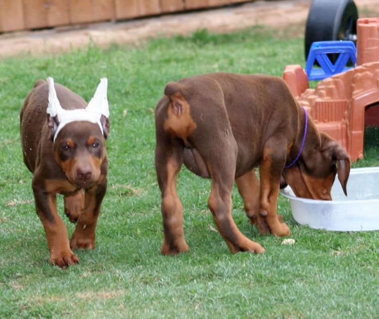 red female dobe pup