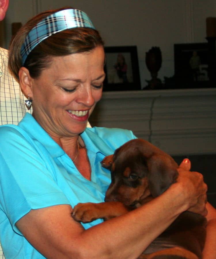 red female dobe pup