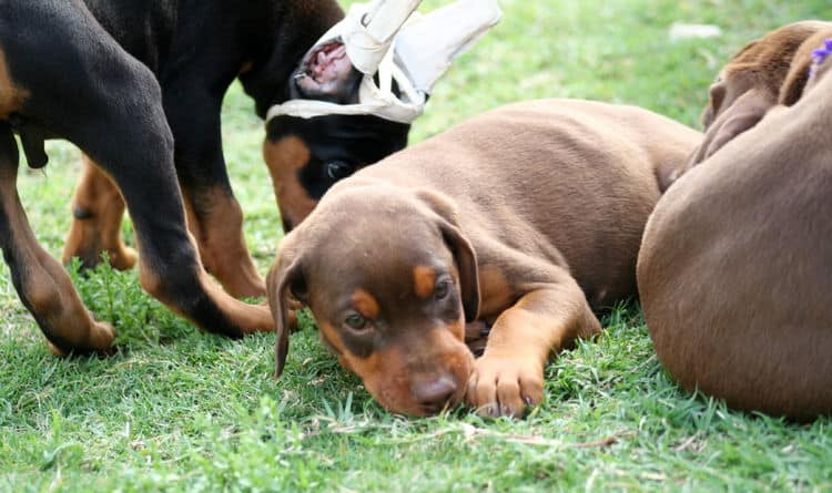 red female dobe pup