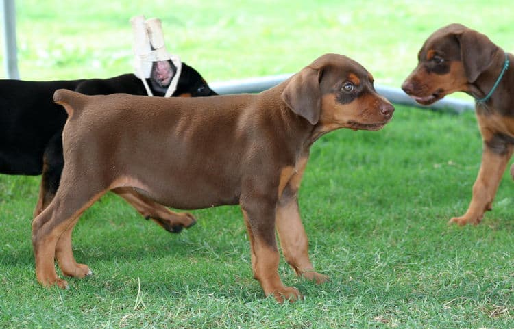 red female dobe pup