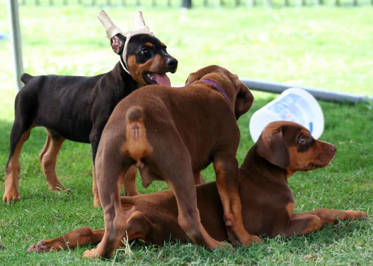 red female dobe pup