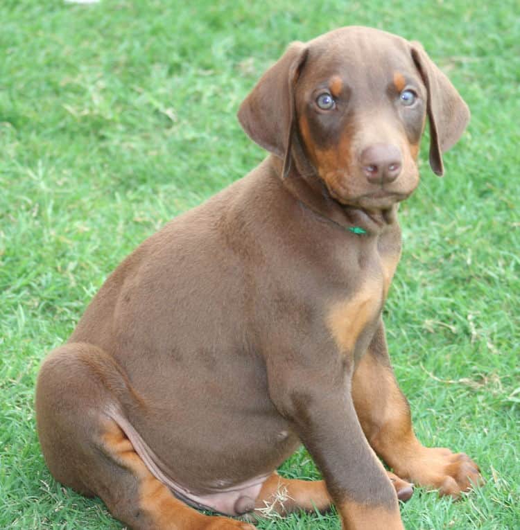 red male dobe pup