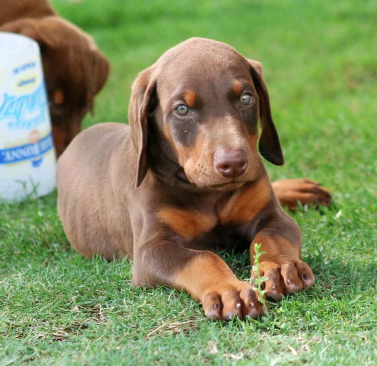 red male dobe pup