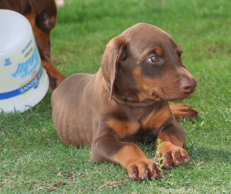 red male dobe pup