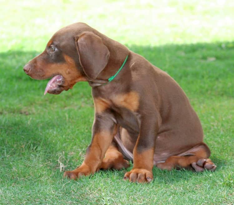 red male dobe pup