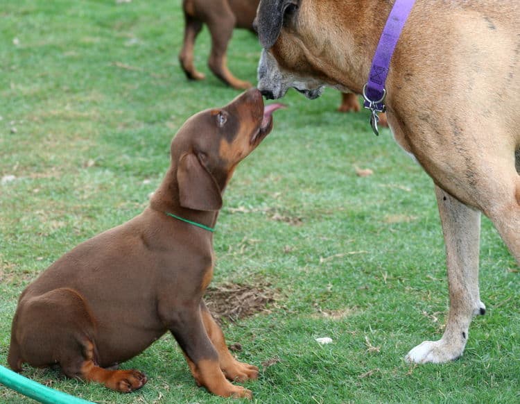 red male dobe pup