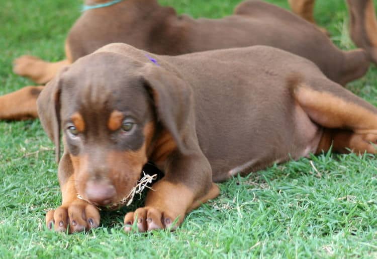 red male dobe pup