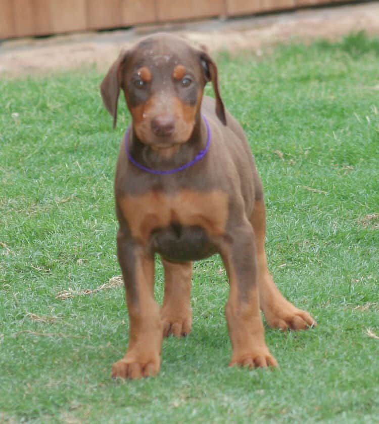 red male dobe pup