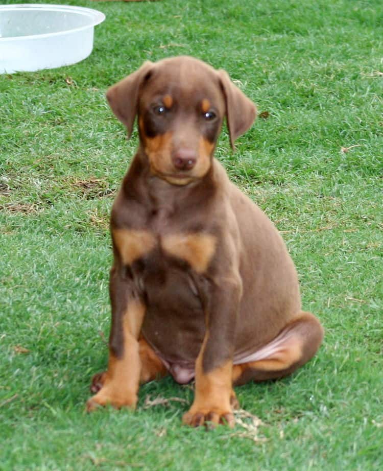 red male dobe pup