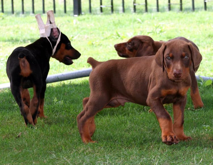 red male dobe pup