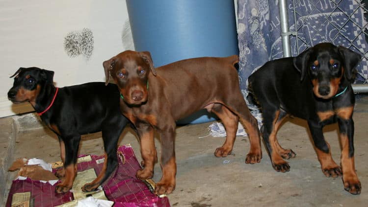 black female dobe pup