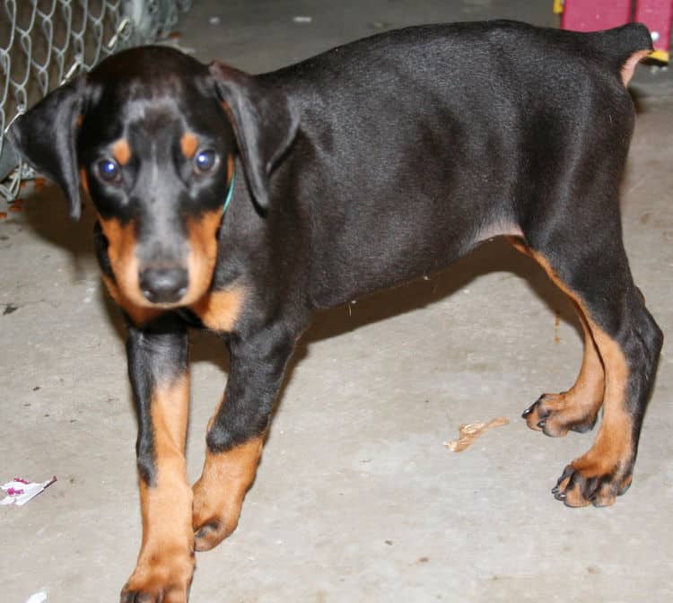 black female dobe pup