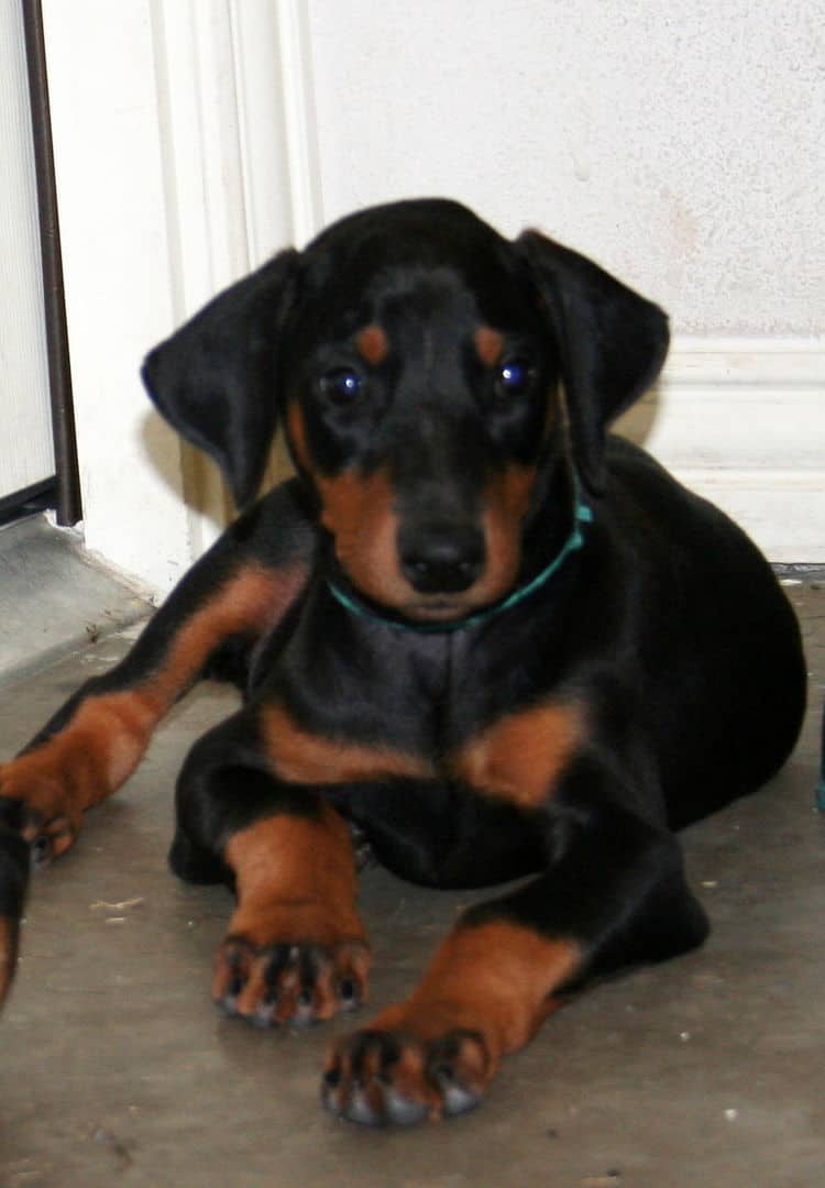 black female dobe pup