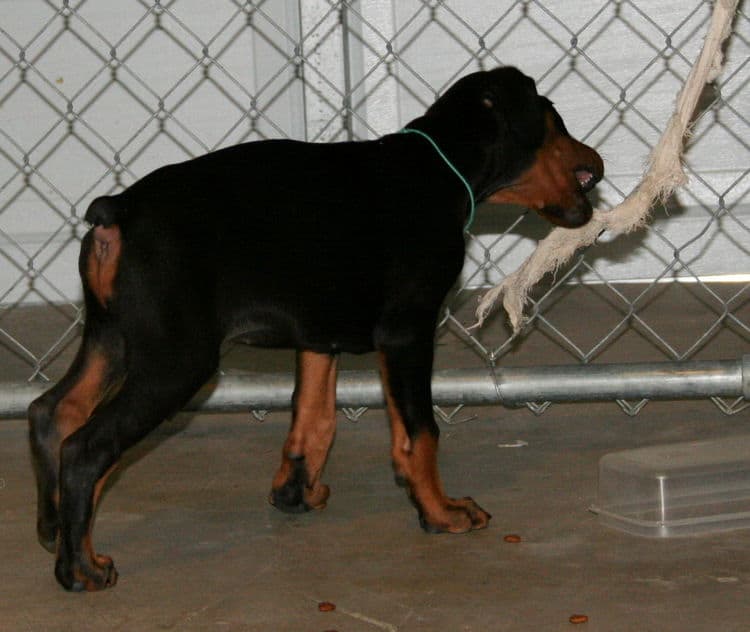 black female dobe pup