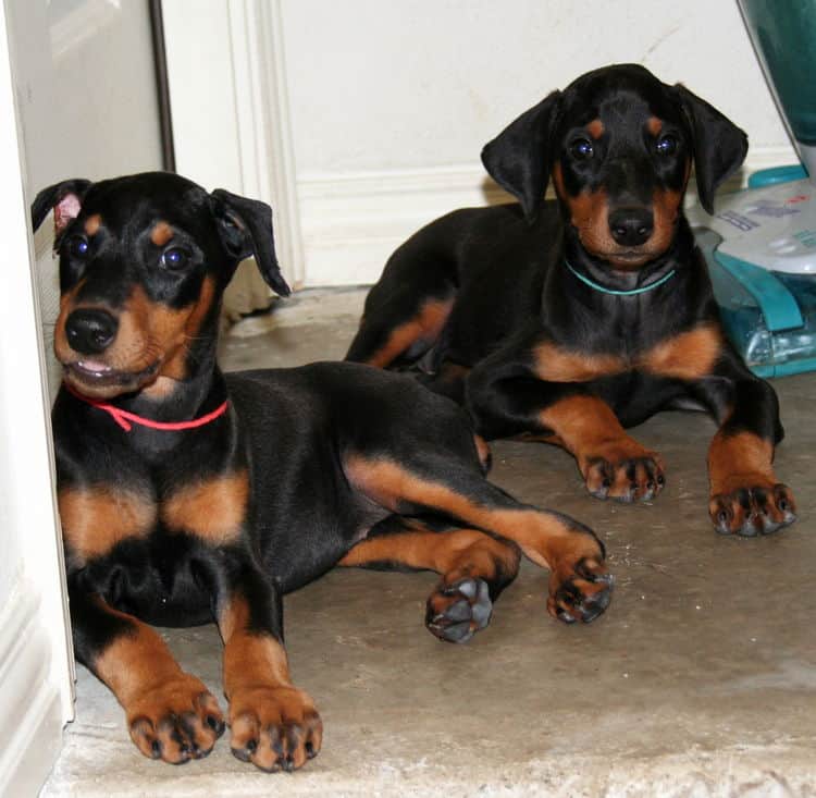 black female dobe pup