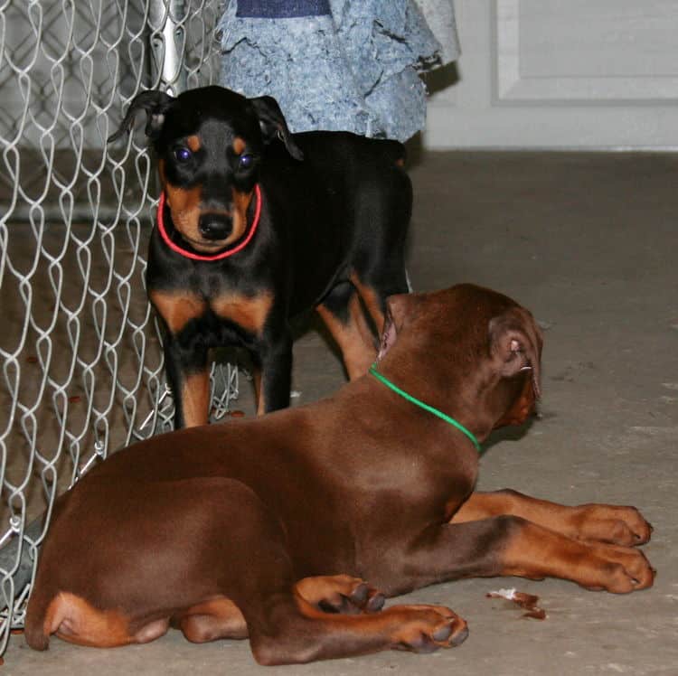 black female dobe pup