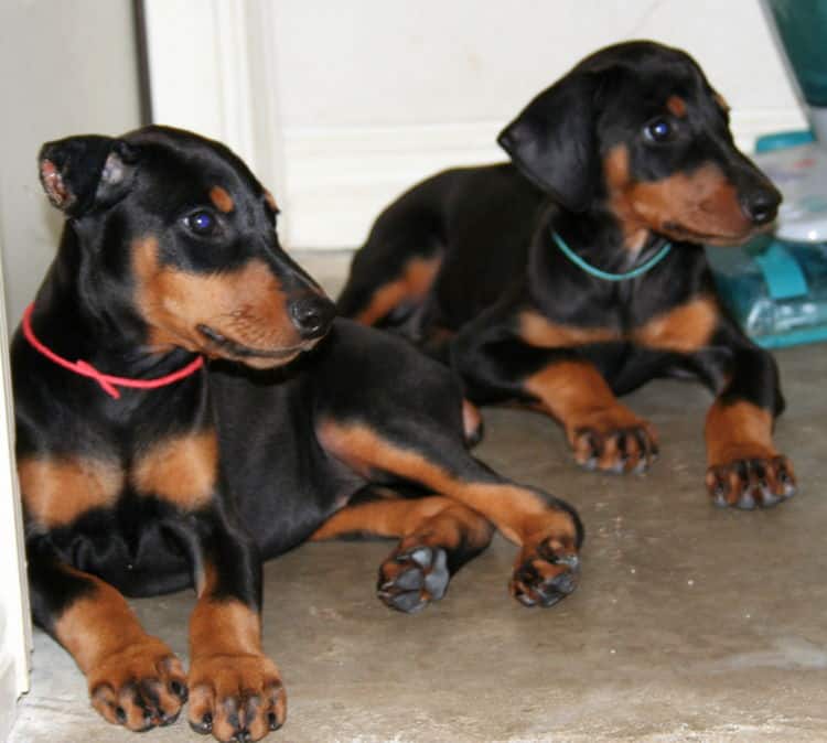 black female dobe pup