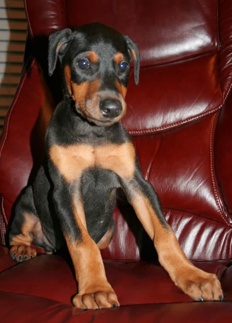 black male dobe pup