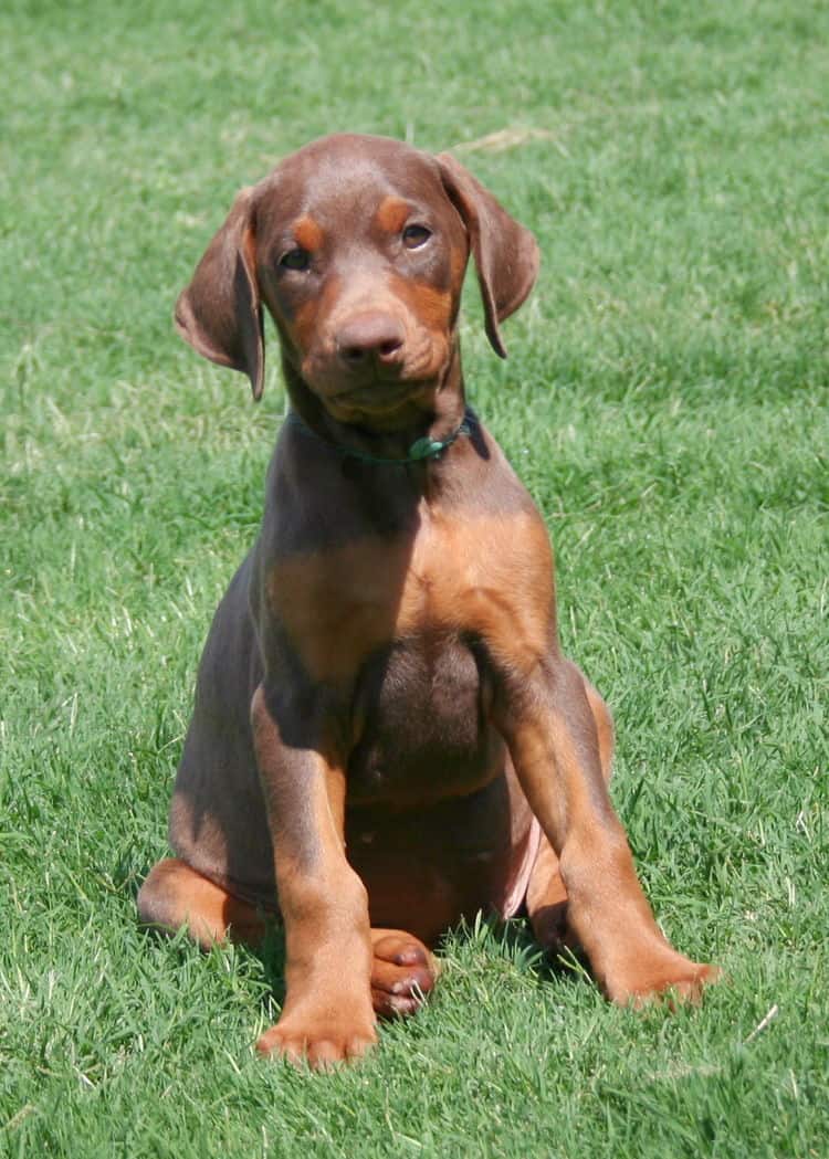 red female dobe pup