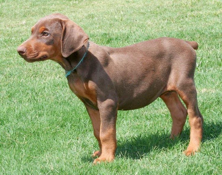 red female dobe pup