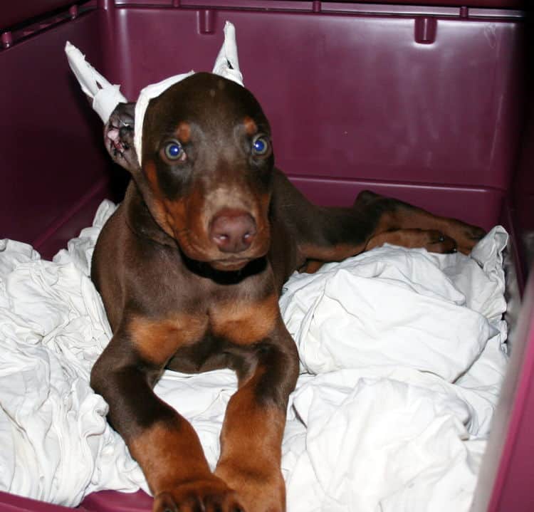 red male dobe pup