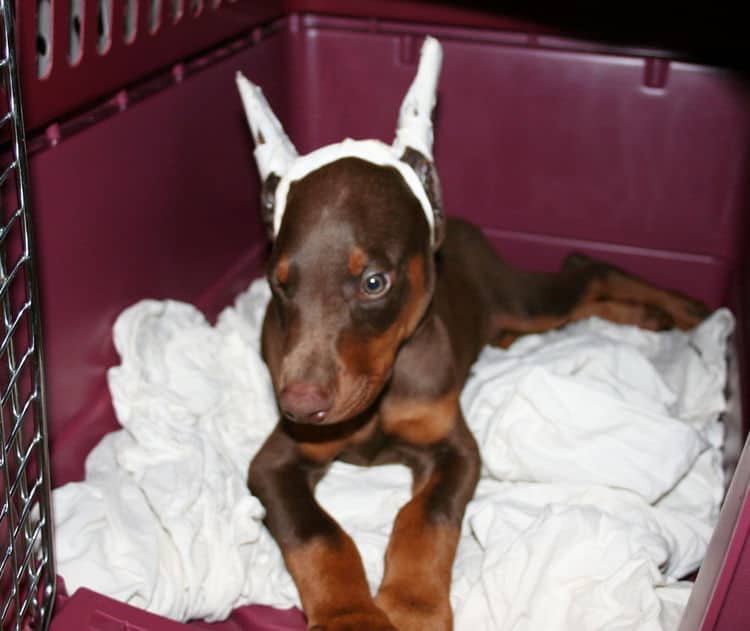 red male dobe pup